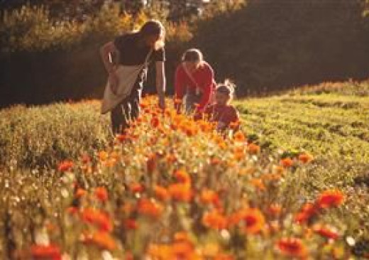 Do Vlachovic za vůní dřeva, ovoce a bylin